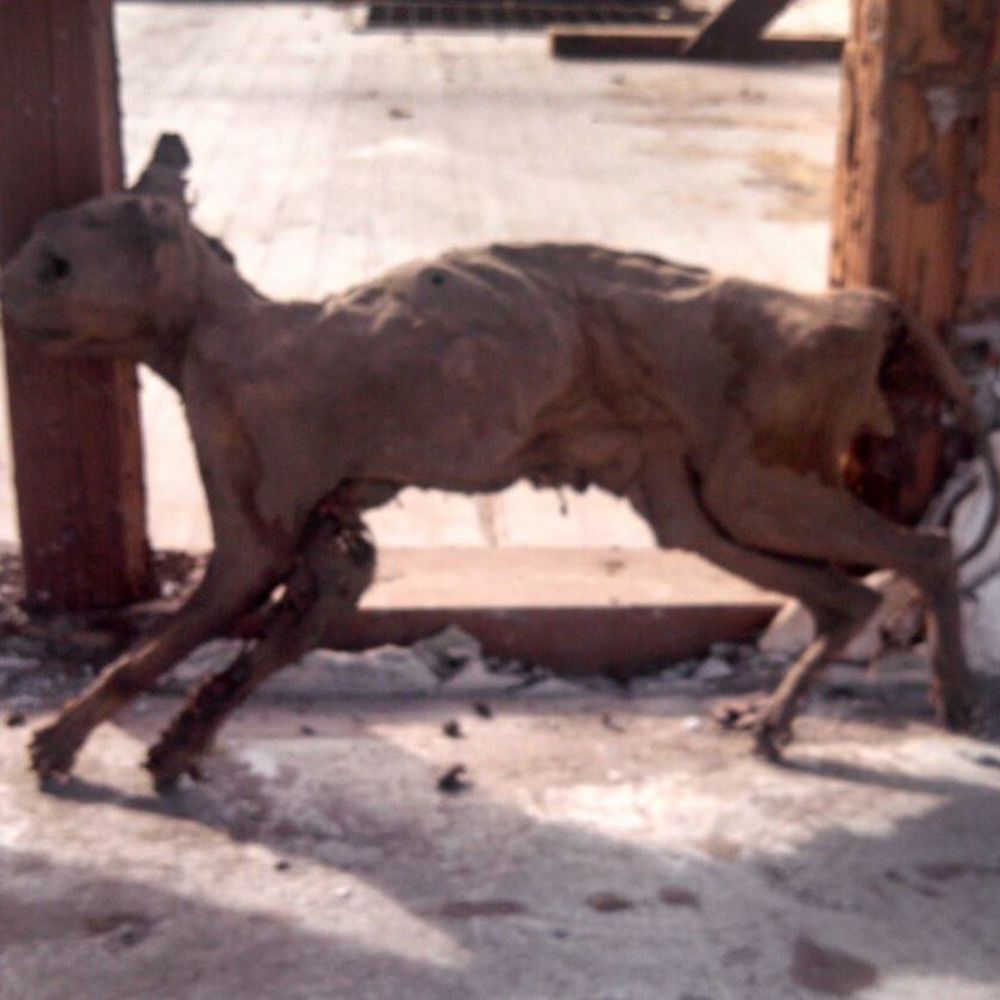 Meet your Posher, Cody